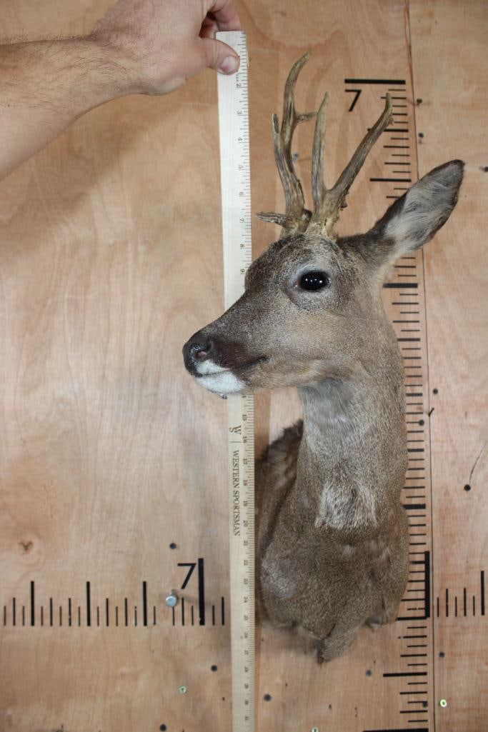 7-Point ROE DEER Shoulder Mount - 5