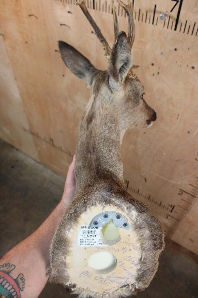 7-Point ROE DEER Shoulder Mount - 6