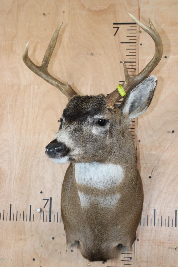 Big 7-Point BLACK-TAILED DEER Shoulder Mount - 2