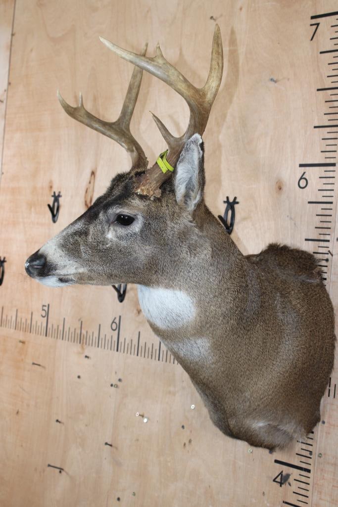 Big 7-Point BLACK-TAILED DEER Shoulder Mount - 3