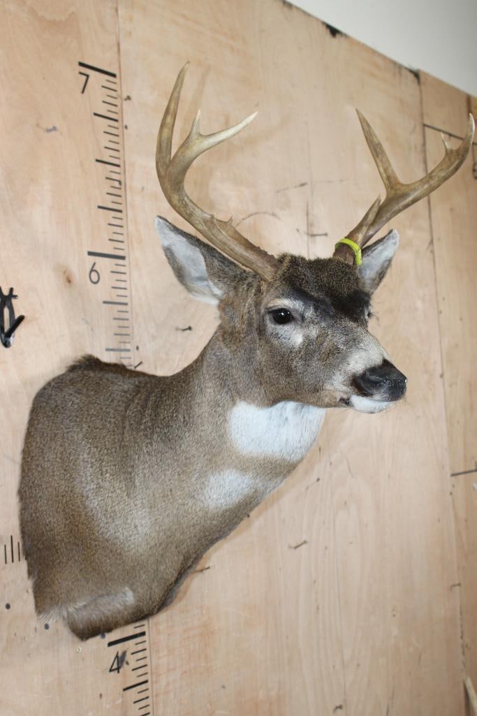 Big 7-Point BLACK-TAILED DEER Shoulder Mount - 4