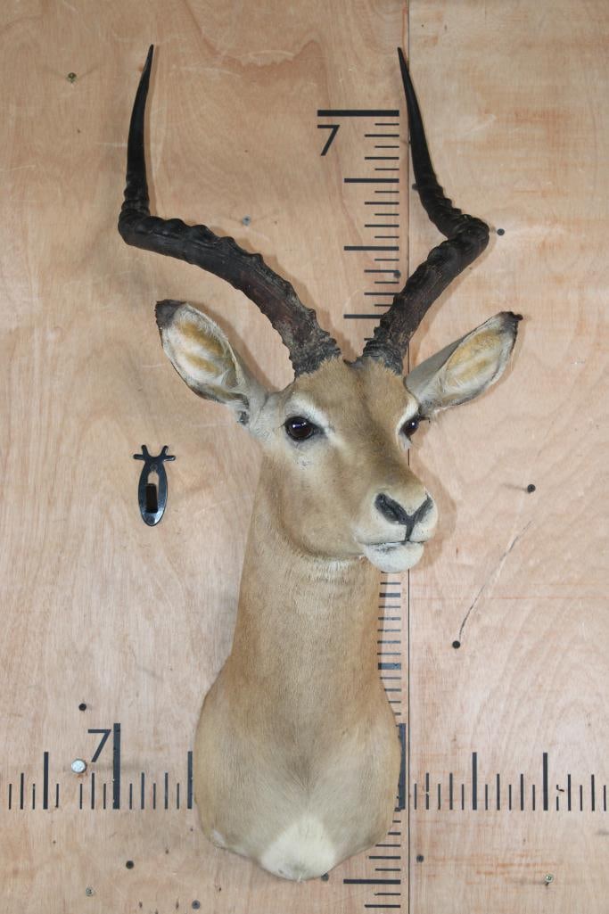 IMPALA Shoulder Mount - 2