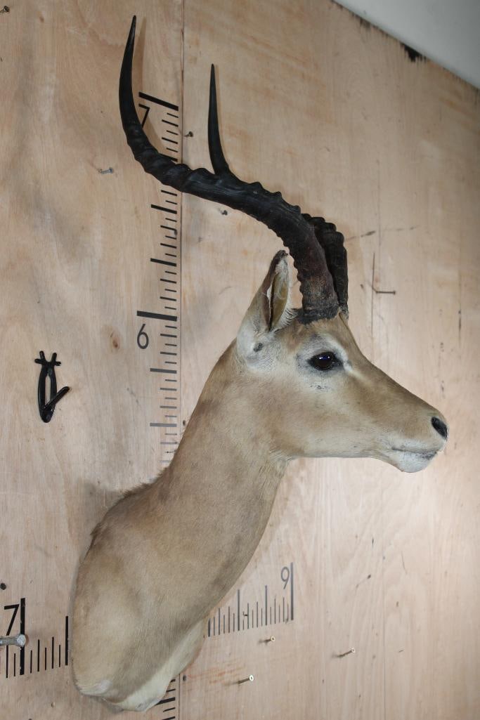 IMPALA Shoulder Mount - 3