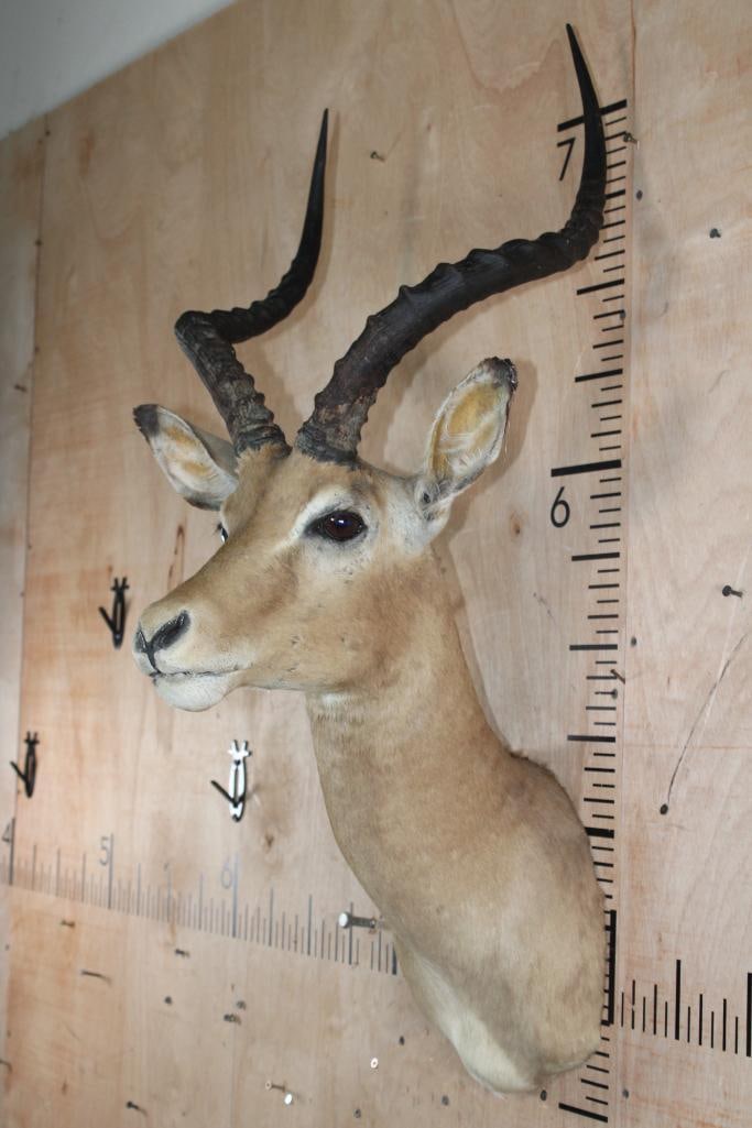 IMPALA Shoulder Mount - 4