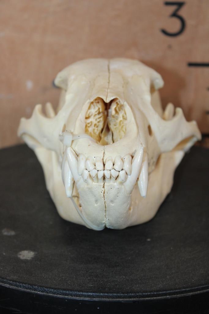 BLACK BEAR Skull - 2
