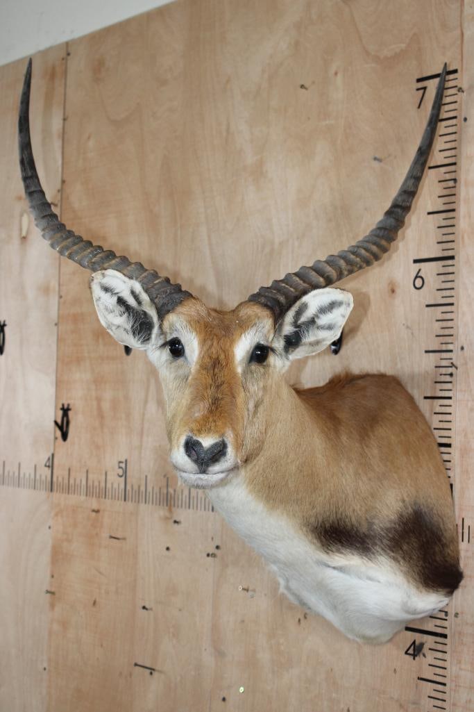 KAFUE LECHWE Shoulder Mount - 2