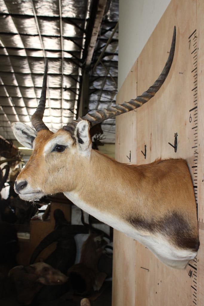 KAFUE LECHWE Shoulder Mount - 3