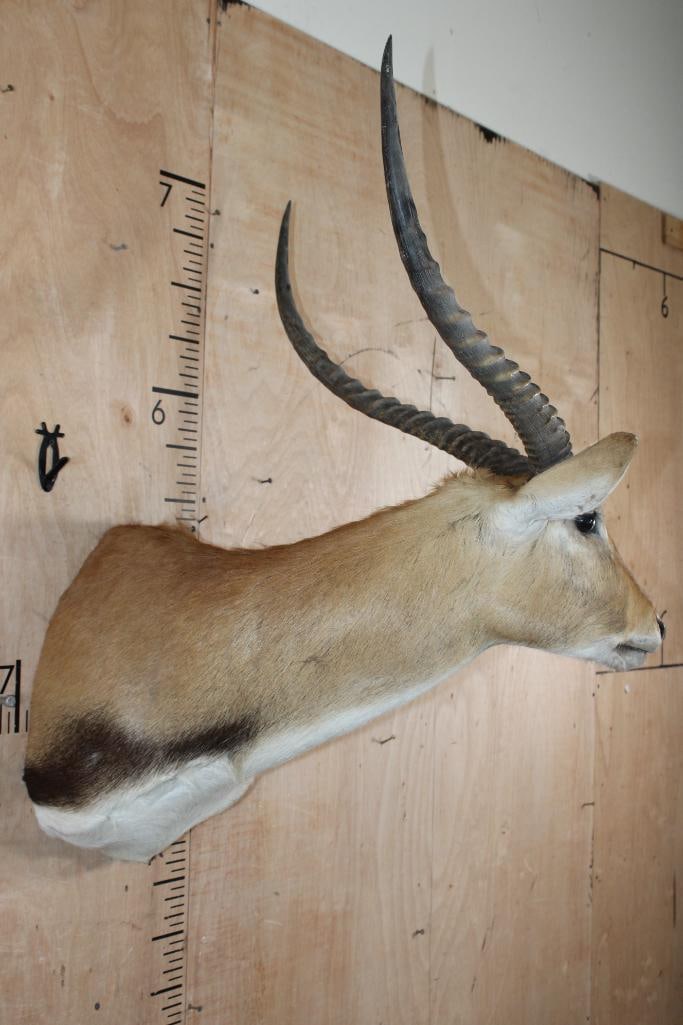 KAFUE LECHWE Shoulder Mount - 4