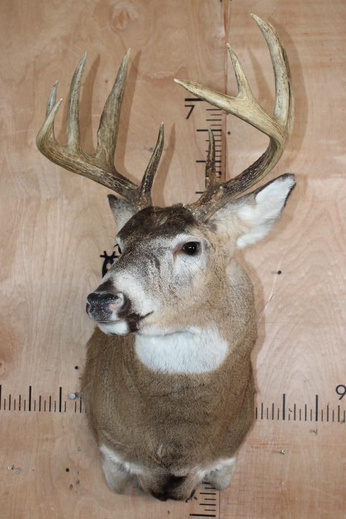 10-Point WHITETAIL DEER Shoulder Mount - 2