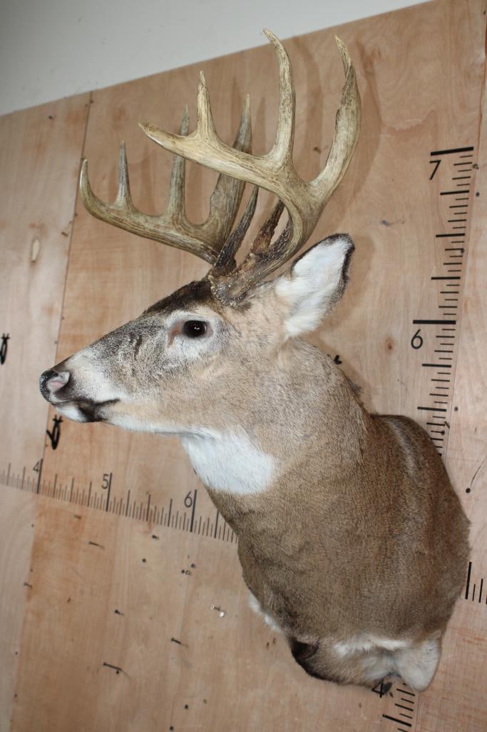 10-Point WHITETAIL DEER Shoulder Mount - 3