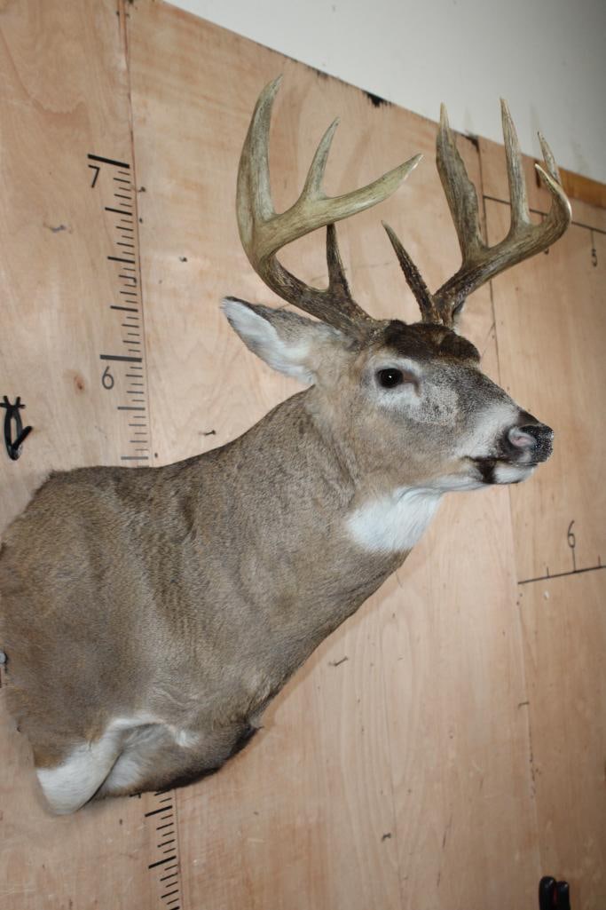 10-Point WHITETAIL DEER Shoulder Mount - 4