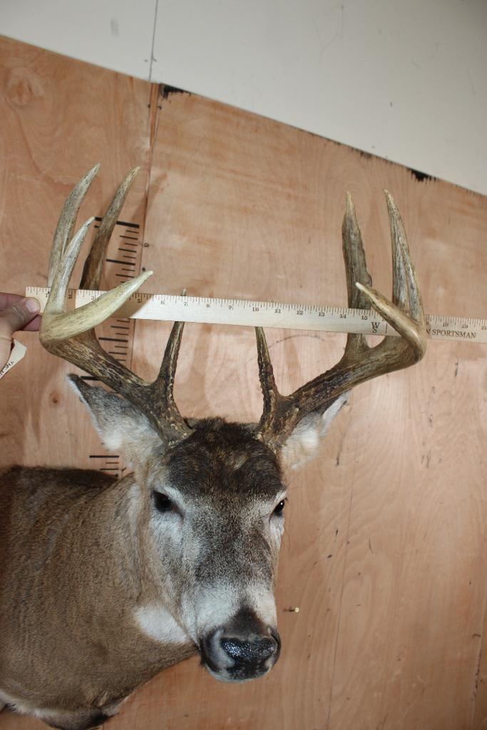 10-Point WHITETAIL DEER Shoulder Mount - 5