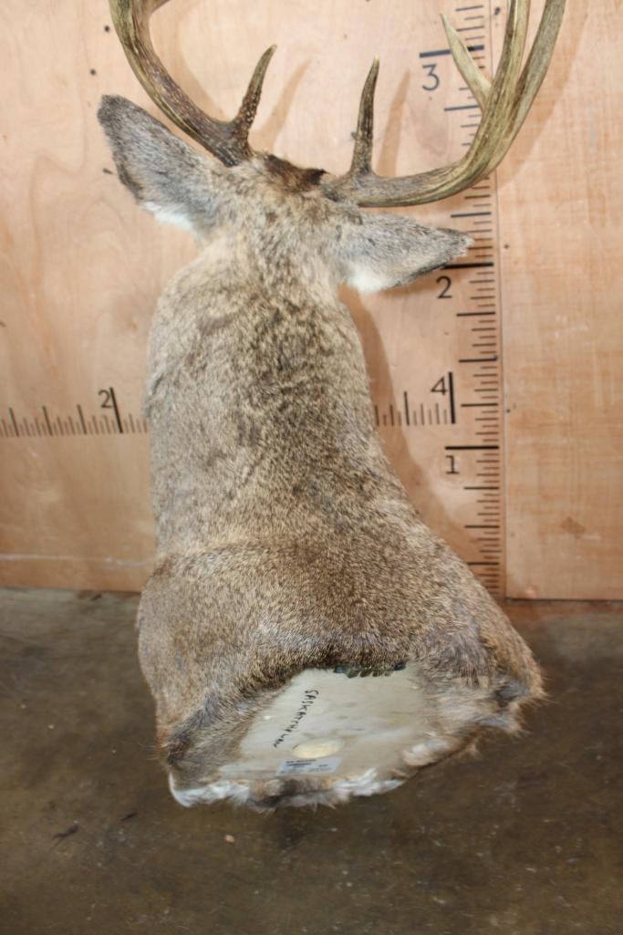 10-Point WHITETAIL DEER Shoulder Mount - 6