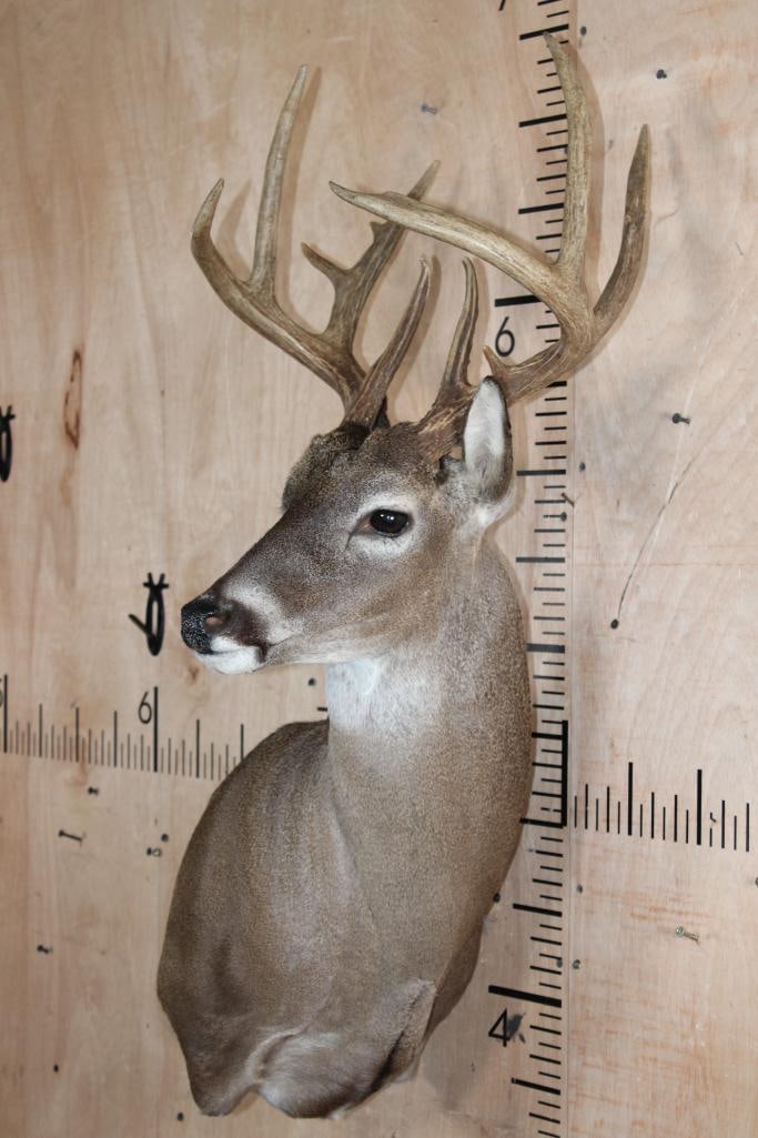 11-Point WHITETAIL DEER Shoulder Mount *Looks New* - 2
