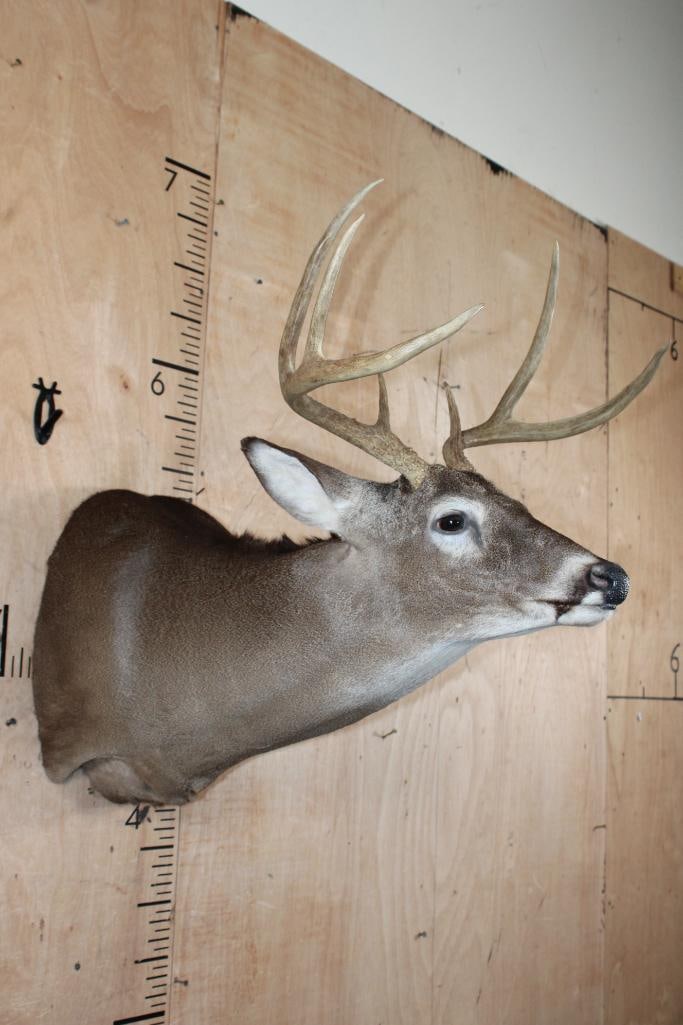 7-Point WHITETAIL DEER Shoulder Mount - 2