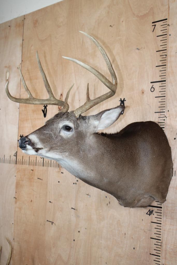 7-Point WHITETAIL DEER Shoulder Mount - 3