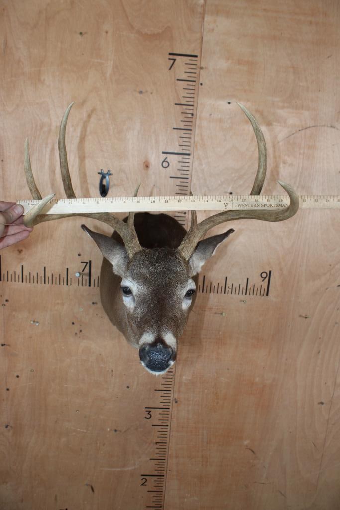 7-Point WHITETAIL DEER Shoulder Mount - 4