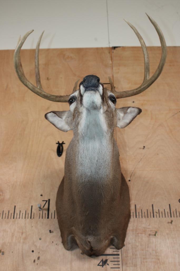 7-Point WHITETAIL DEER Shoulder Mount - 5