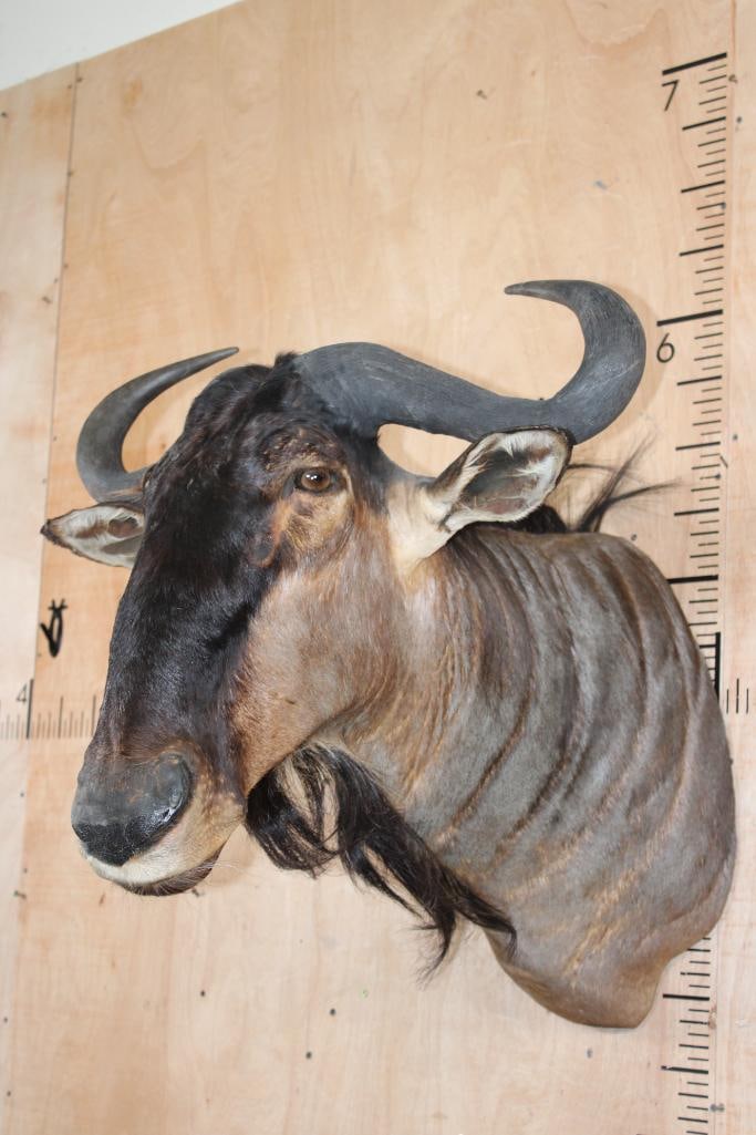 Big BLUE WILDEBEEST Shoulder Mount - 2
