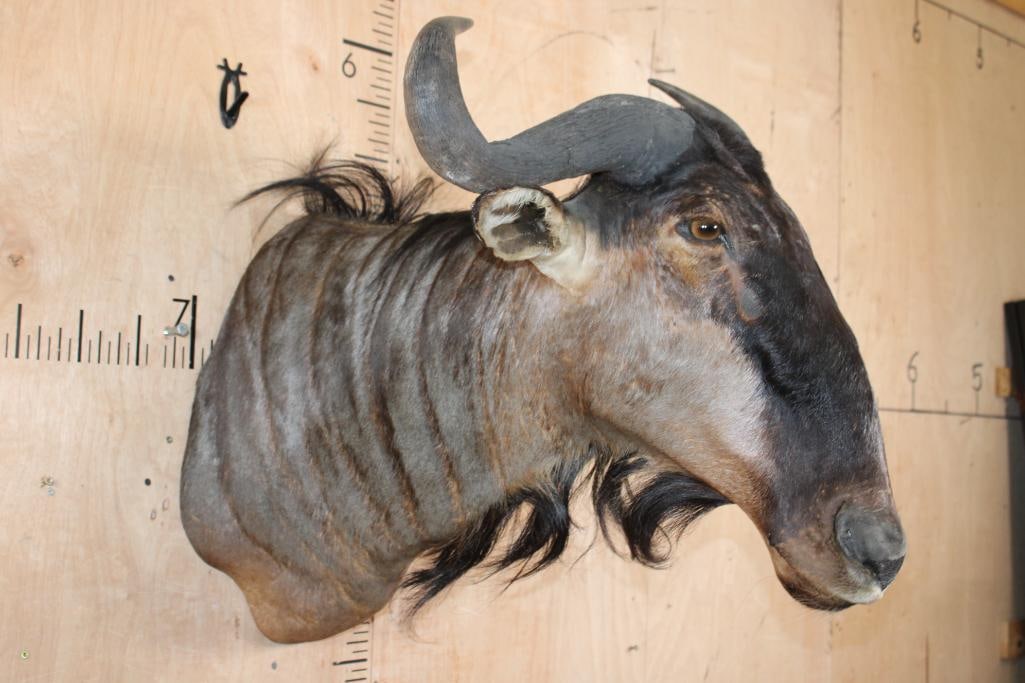 Big BLUE WILDEBEEST Shoulder Mount - 3