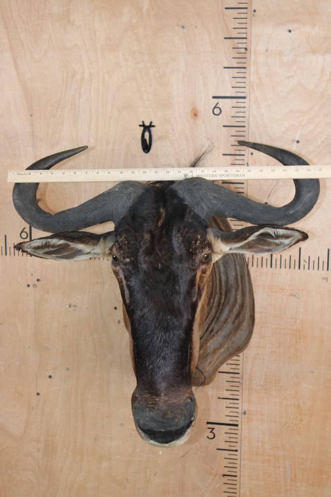 Big BLUE WILDEBEEST Shoulder Mount - 4