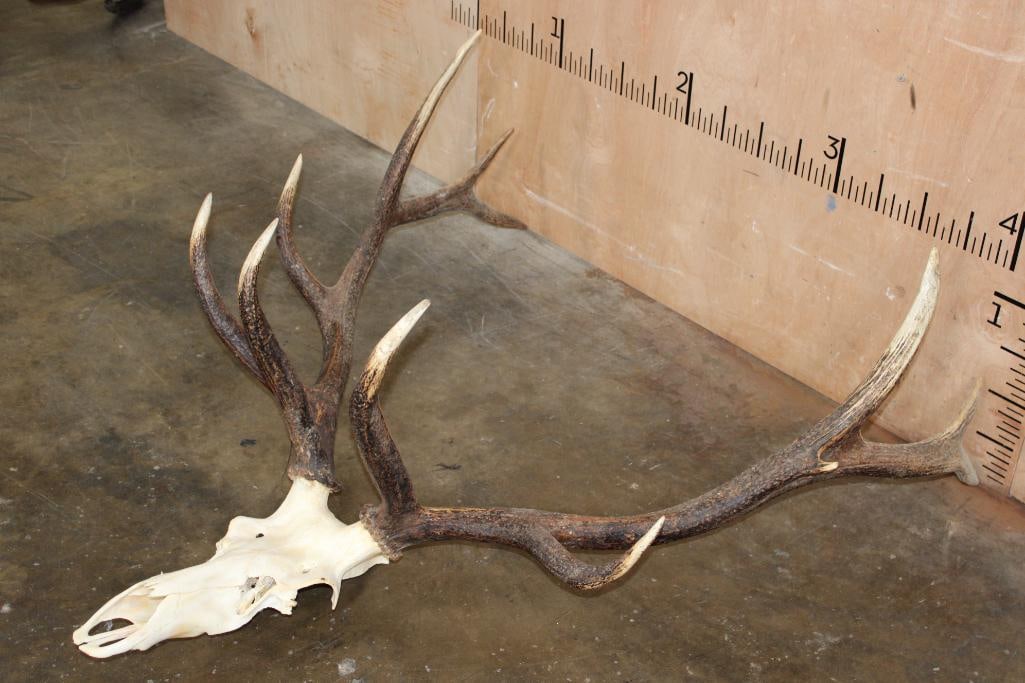 Big 12-Point Euro Cut ELK Skull - 2