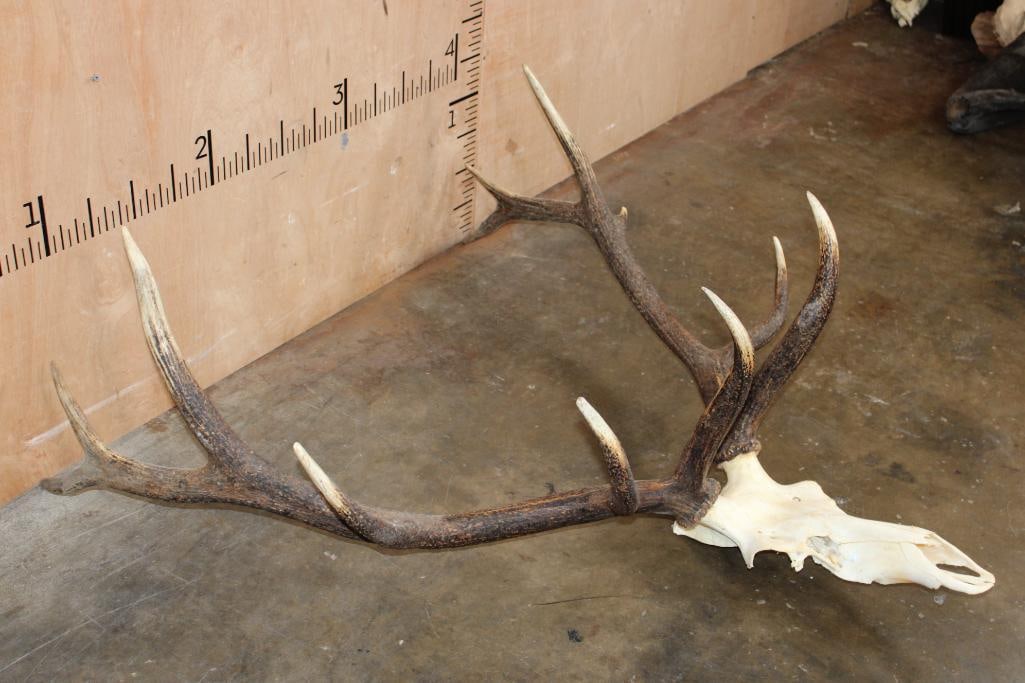 Big 12-Point Euro Cut ELK Skull - 3