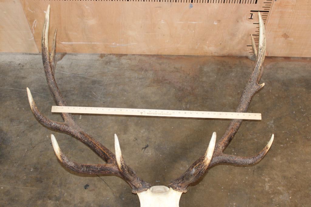 Big 12-Point Euro Cut ELK Skull - 4