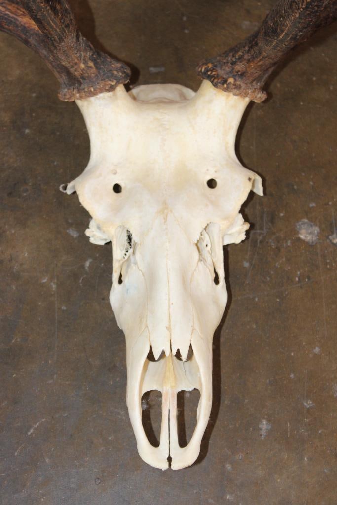 Big 12-Point Euro Cut ELK Skull - 5