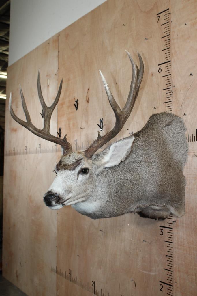 10-Point MULE DEER Shoulder Mount in a "Sneak Pose" - 2