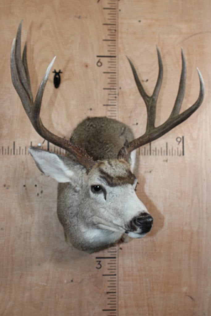 10-Point MULE DEER Shoulder Mount in a "Sneak Pose" - 3
