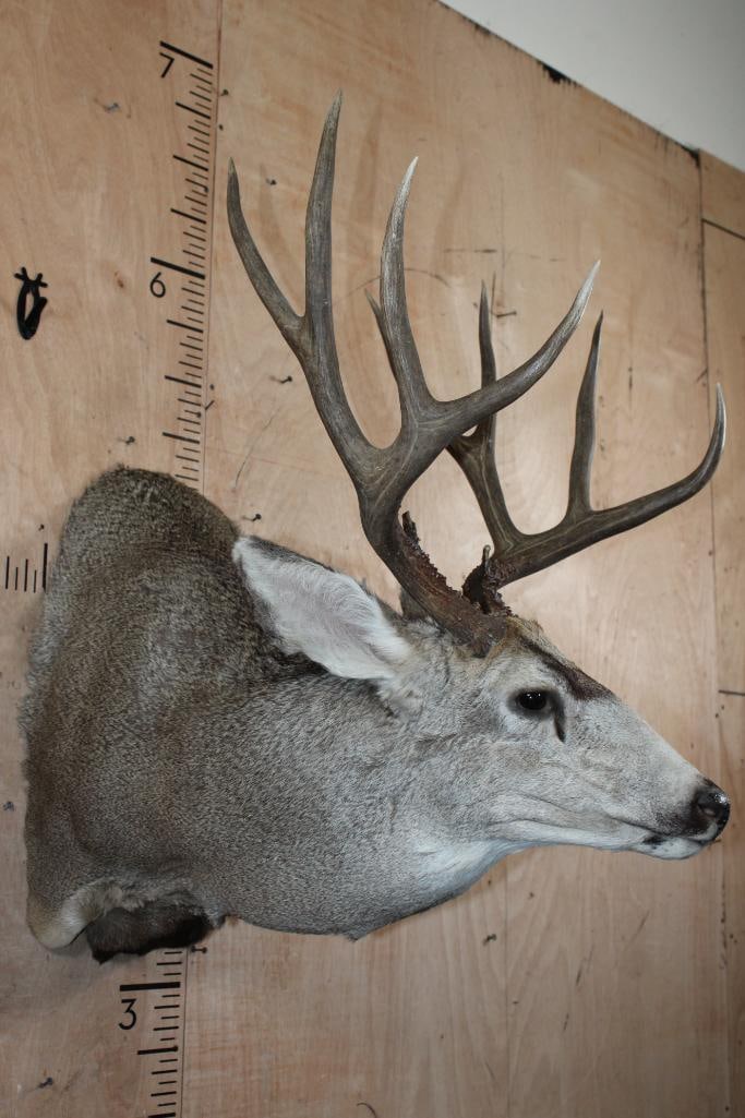 10-Point MULE DEER Shoulder Mount in a "Sneak Pose" - 4