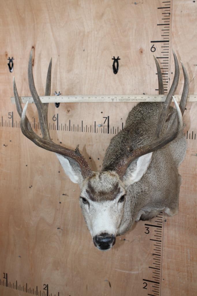 10-Point MULE DEER Shoulder Mount in a "Sneak Pose" - 7