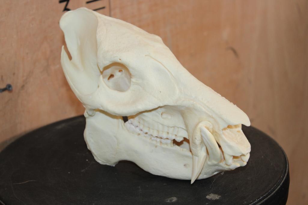 JAVELINA Skull - 2