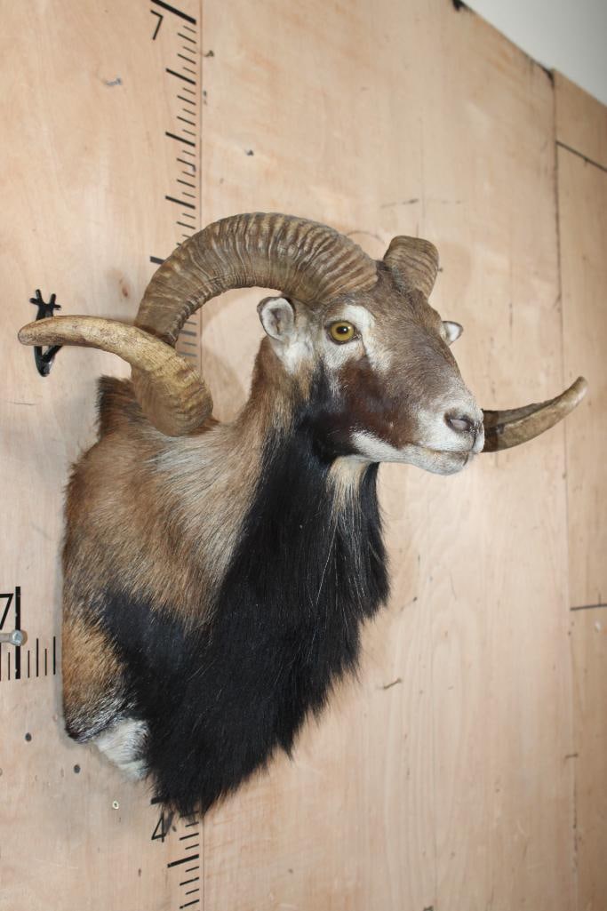 Big CORSICAN SHEEP Ram Shoulder Mount - 2