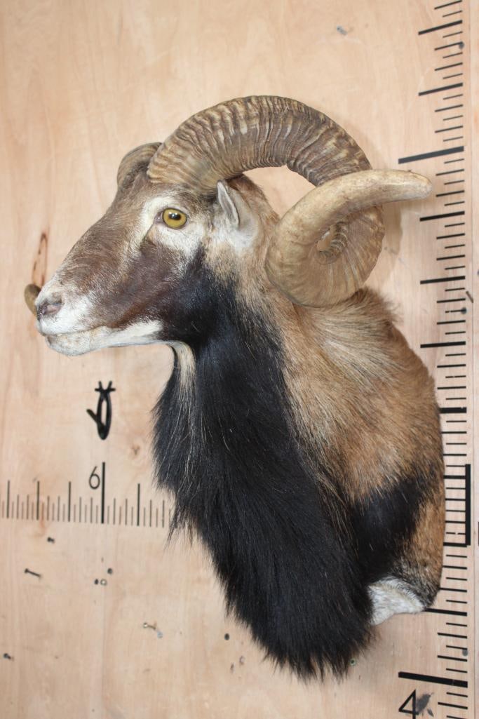 Big CORSICAN SHEEP Ram Shoulder Mount - 3