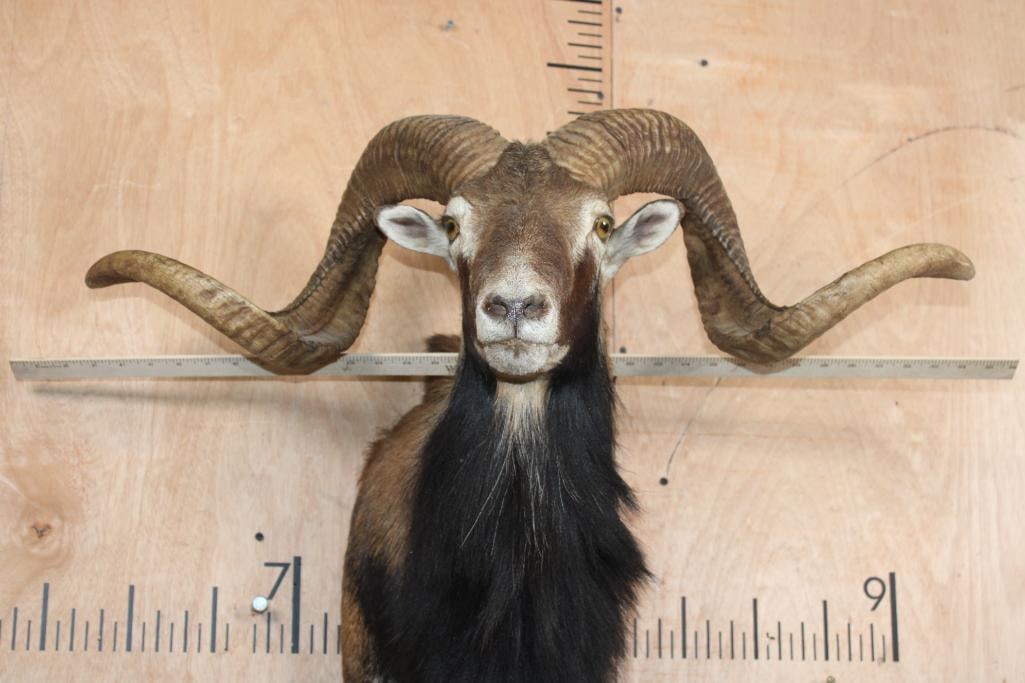 Big CORSICAN SHEEP Ram Shoulder Mount - 4