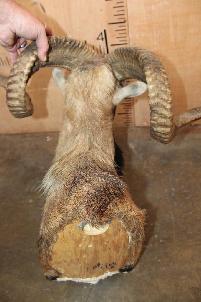 Big CORSICAN SHEEP Ram Shoulder Mount - 5