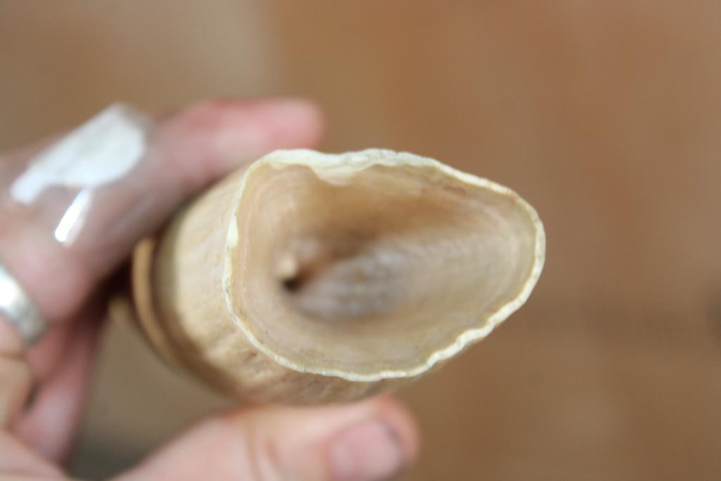 Pre 1972 XL Unpolished SPERM WHALE Tooth - 2