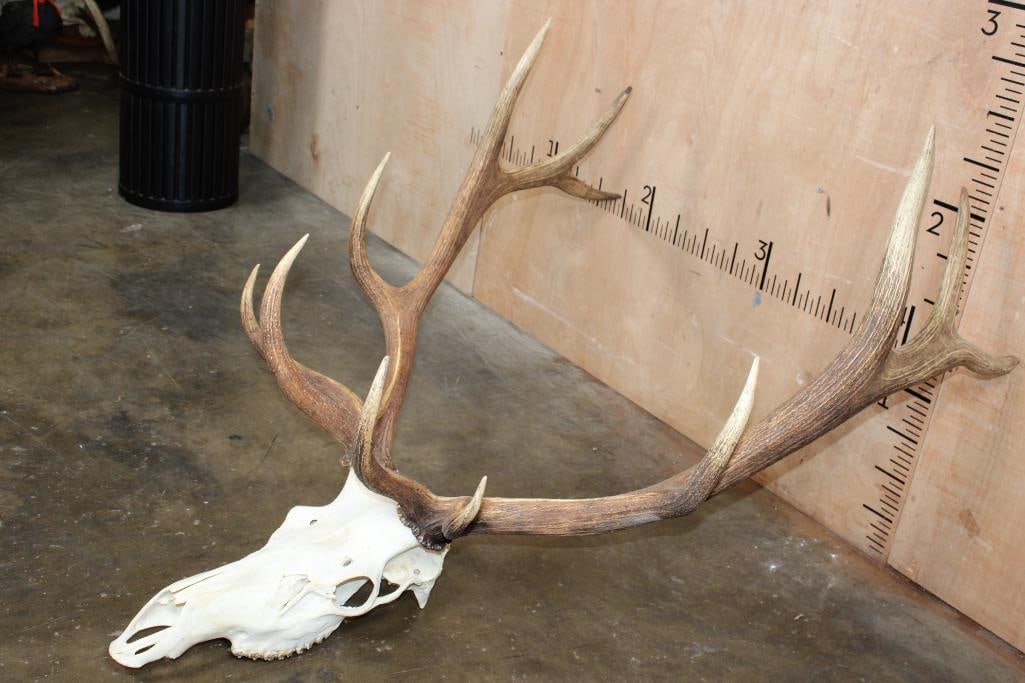 12-Point ELK Skull - 2