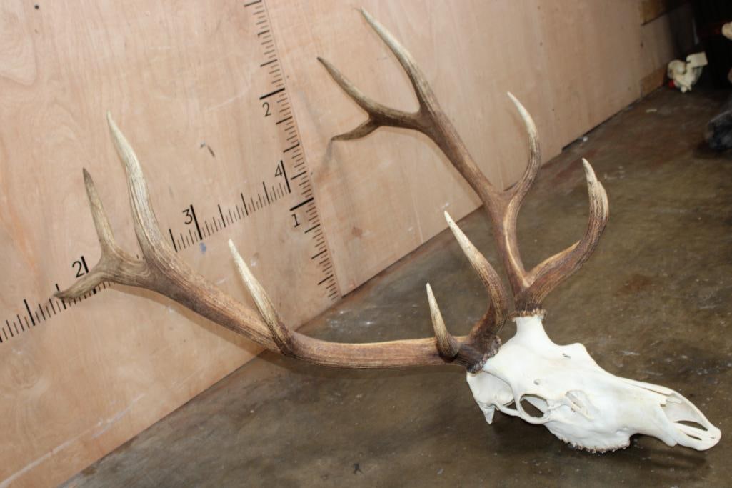 12-Point ELK Skull - 3