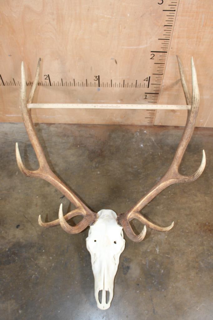 12-Point ELK Skull - 4
