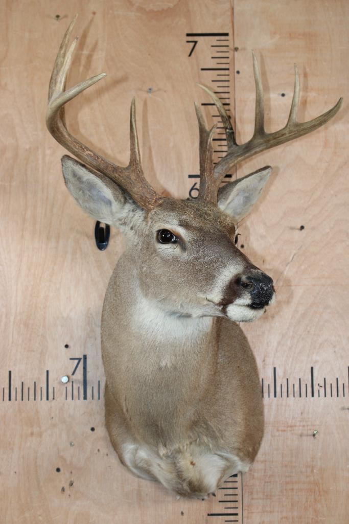 11-Point WHITETAIL DEER Shoulder Mount - 2