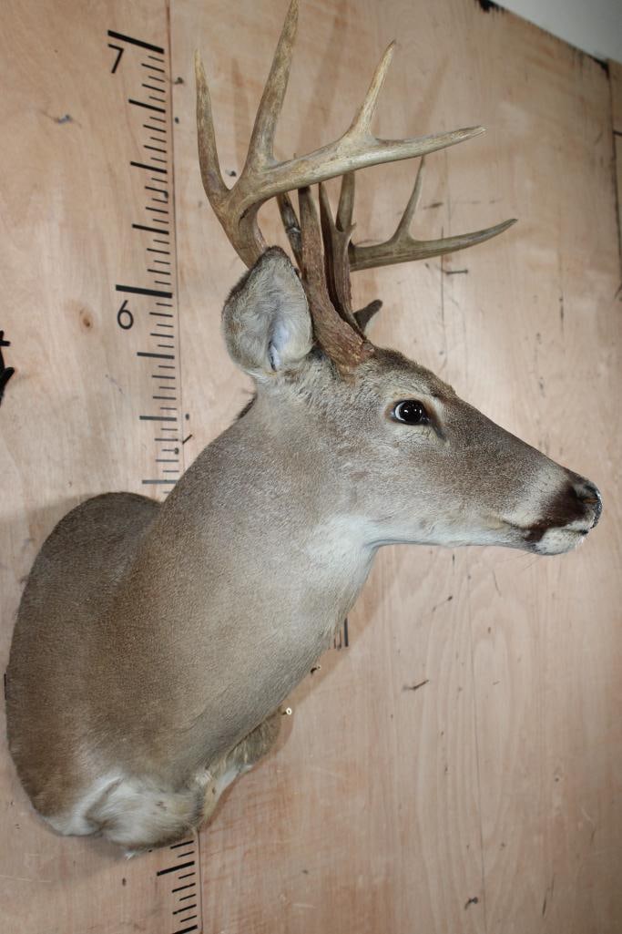 11-Point WHITETAIL DEER Shoulder Mount - 3