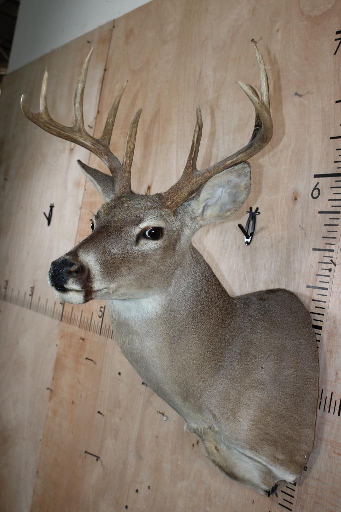 11-Point WHITETAIL DEER Shoulder Mount - 4