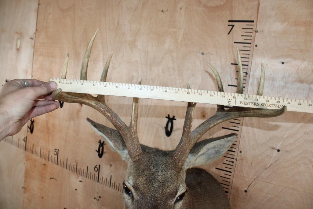 11-Point WHITETAIL DEER Shoulder Mount - 5