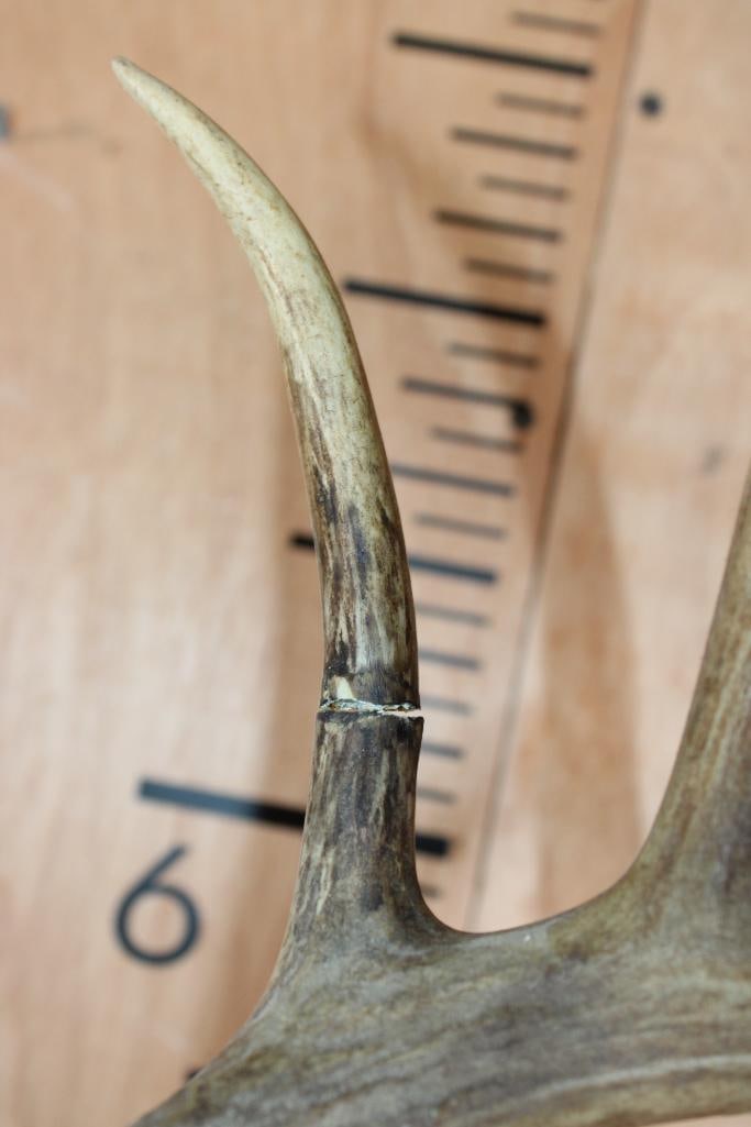 11-Point WHITETAIL DEER Shoulder Mount - 6