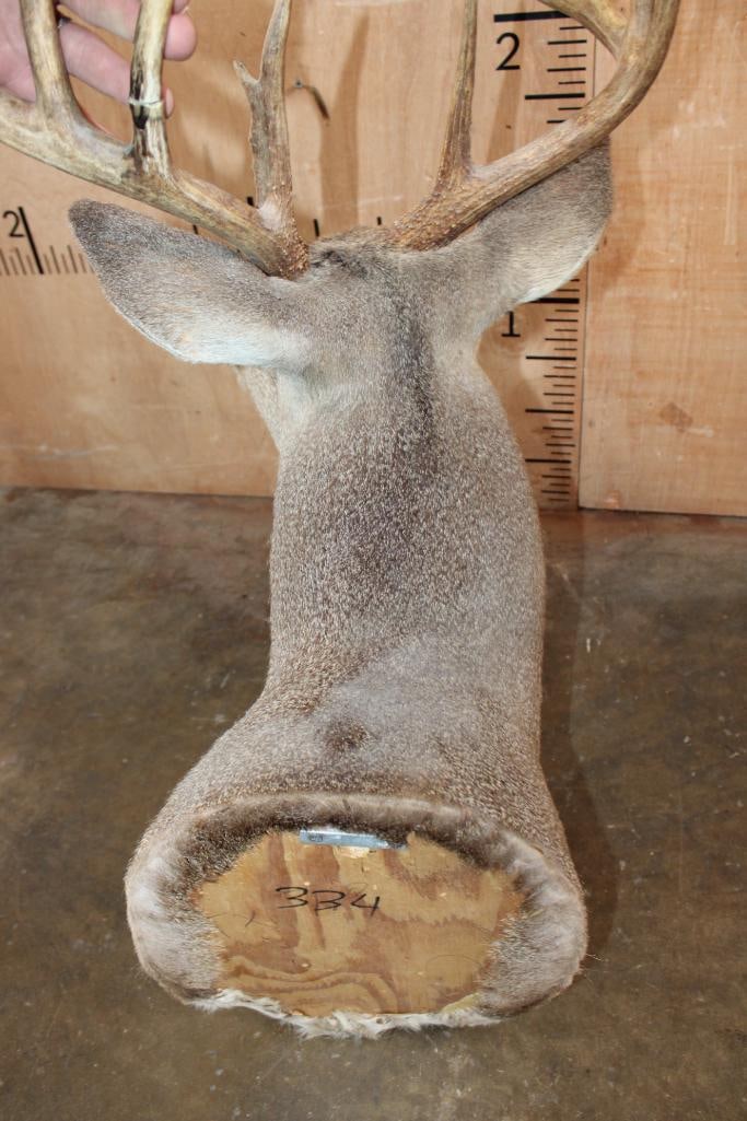 11-Point WHITETAIL DEER Shoulder Mount - 7