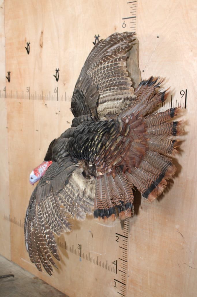 Big Life-sized Flying TURKEY on a Driftwood Base - 3