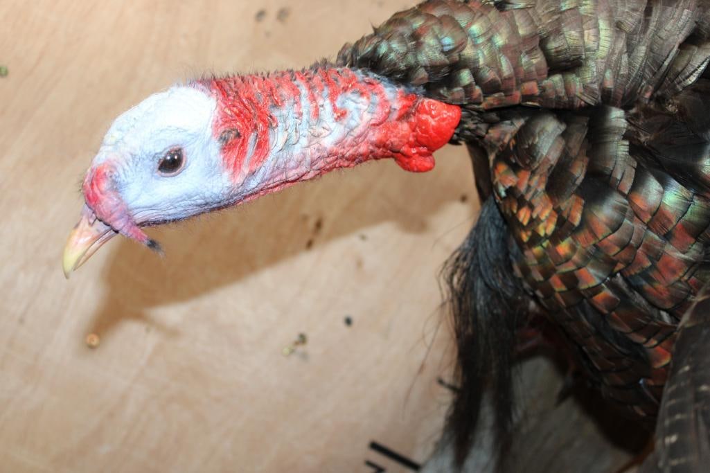 Big Life-sized Flying TURKEY on a Driftwood Base - 4